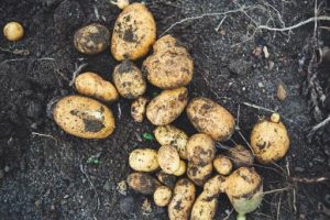 Overzicht van verschillende soorten aardappelen en wanneer ze te gebruiken voor bakken, koken en pureren