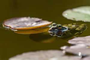 Home Gezonde vijverplanten onderhouden met juiste waterkwaliteit en voeding voor groei en bloei